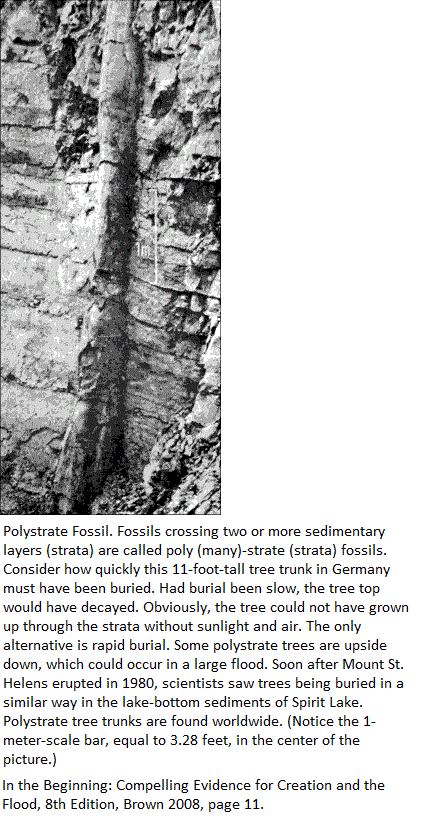lifesciences-polystrate_fossil
